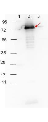 Polyclonal Goat Anti-Rabbit IgG Secondary Antibody (HRP, IHC, WB)