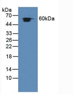 HSPD1 / HSP60 Antibody (aa172-343, Cy3)