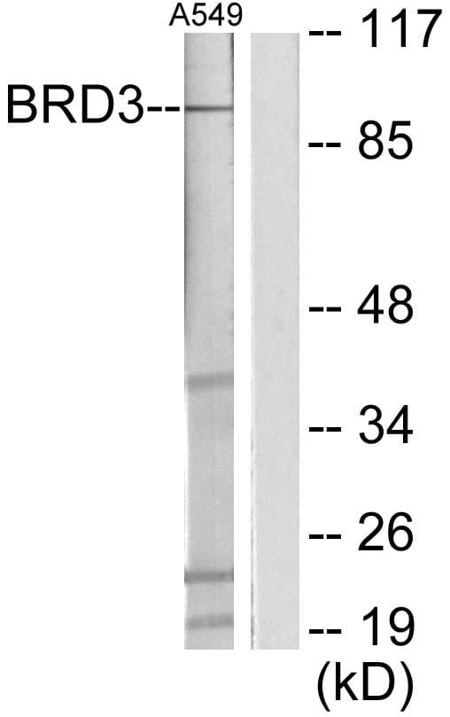 Polyclonal Rabbit anti-Human BRD3 Antibody (aa611-660, WB)