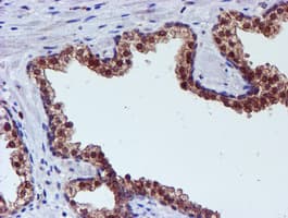 SMS / Spermine Synthase Antibody (clone OTI3C9)