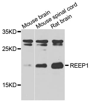 REEP1 Antibody