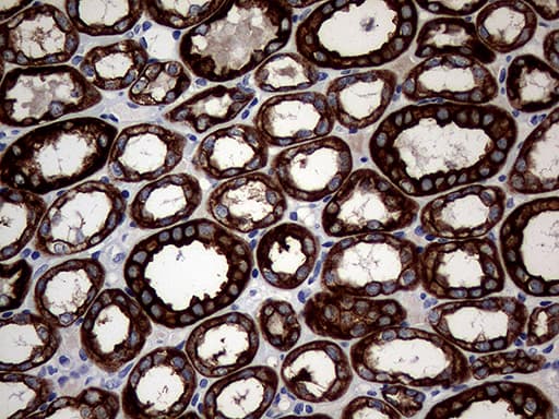 Monoclonal Mouse anti-Human KRT18 / CK18 / Cytokeratin 18 Antibody (clone OTI10H8, Carrier-free, aa69-372, IHC, WB)