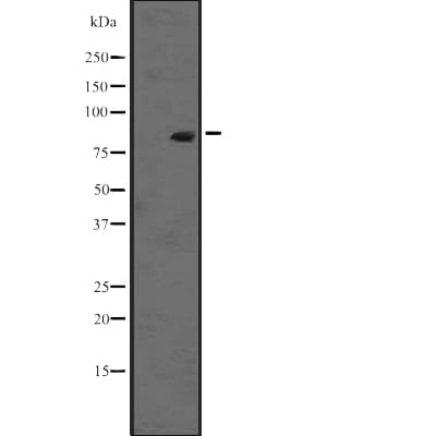 RASEF Antibody
