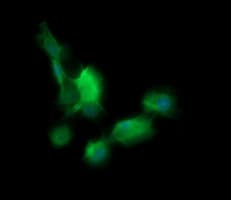 BBOX1 / BBOX Antibody (clone OTI4F9)