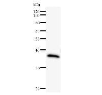 Monoclonal Mouse anti-Human POLR2G / RPB7 Antibody (clone 2781C2a, WB)