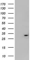 IF3mt / MTIF3 Antibody (clone OTI3C10)