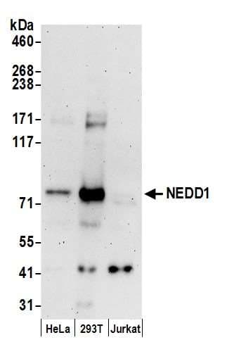 NEDD1 Antibody (aa400-450)