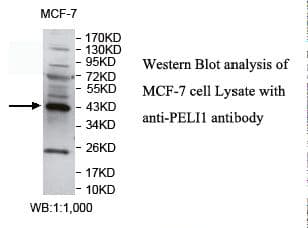 PELI1 / Pellino 1 Antibody (aa145-404)