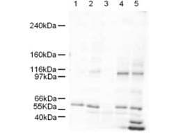 IHC-plus™ SMARCAL1 Antibody (aa75-100)