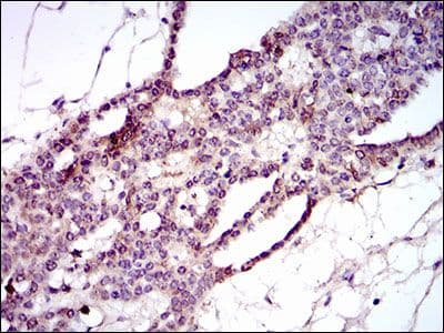 HIWI2 / PIWIL4 Antibody (Amino Acid: 304-434, clone 10G9B11)