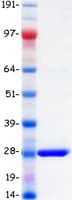 Human BPIFA1 / SPLUNC1 Protein (Recombinant Myc-DDK (Flag))