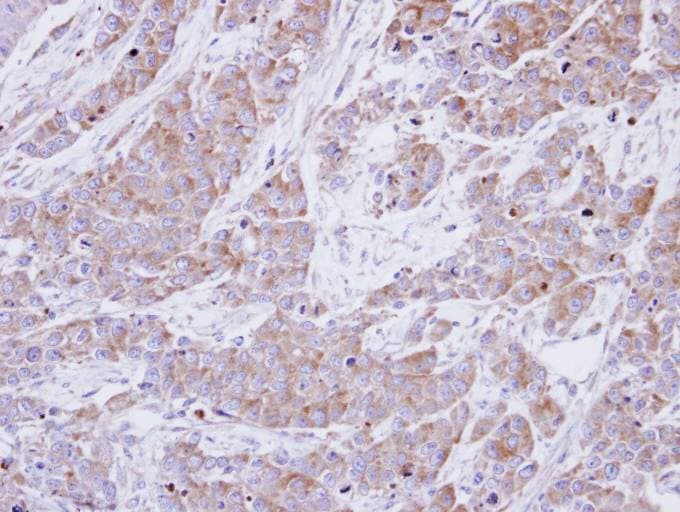 BHMT Antibody (aa199-406)