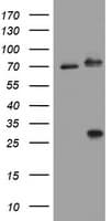 RIPK1 / RIP Antibody (aa133-422, clone 2G3, Carrier-free)
