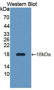 TNFRSF25 / DR3 Antibody (PE)