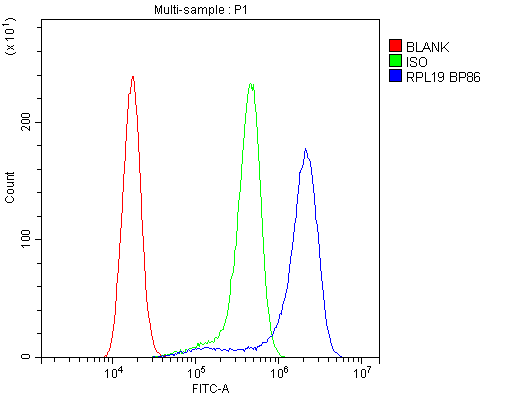 Polyclonal Rabbit anti-Human RPL19 / Ribosomal Protein L19 Antibody (WB)