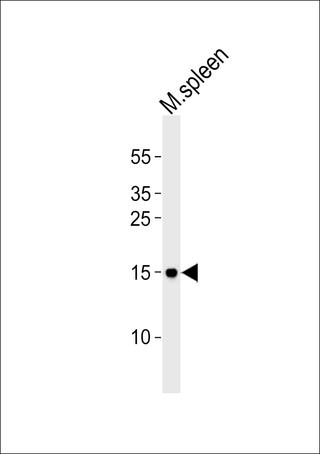 Polyclonal Rabbit anti-Human POLR2H / RPB8 Antibody (aa16-50, WB)