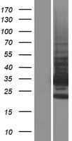 TMBIM1 Protein (Over-Expression Lysate Myc-DDK (Flag))