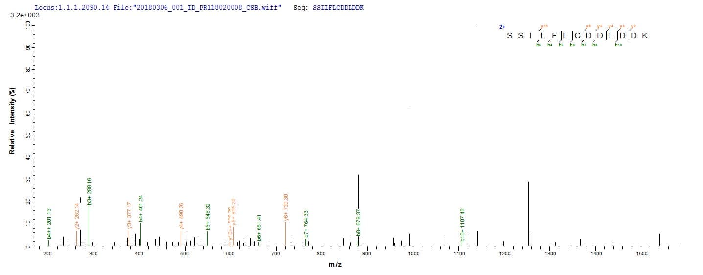 Candida albicans PRA1 Protein (Recombinant 6His, N-terminus)