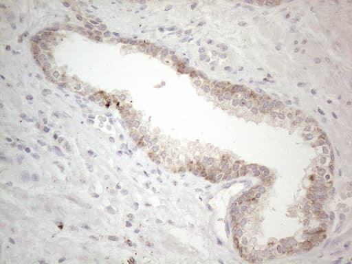 PD-L2 / PDCD1LG2 / CD273 Antibody (clone OTI7B10)