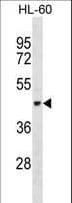 Polyclonal Rabbit anti-Human TEKT1 Antibody (aa252-281, WB)