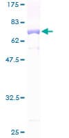Human IDH3G Protein (Recombinant GST)