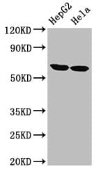 Polyclonal Rabbit anti-Human CKAP4 Antibody (WB)