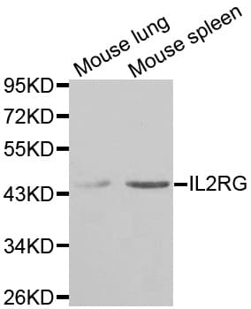 IL2RG / CD132 Antibody (aa23-260)