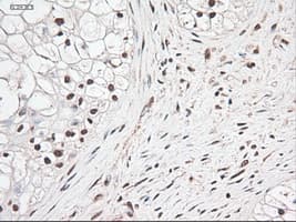 NOTCH1 Antibody (clone OTI3E12)