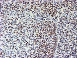 MLF1 Antibody (clone OTI5D9)