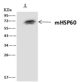 HSPD1 / HSP60 Antibody (Preservative Free)