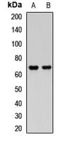 IHC-plus™ NET1 / ARHGEF8 Antibody