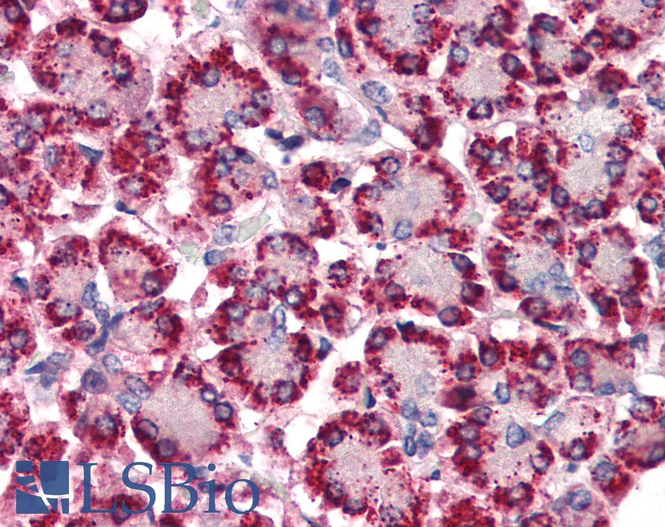 IHC-plus™ STEAP4 Antibody (N-Terminus)