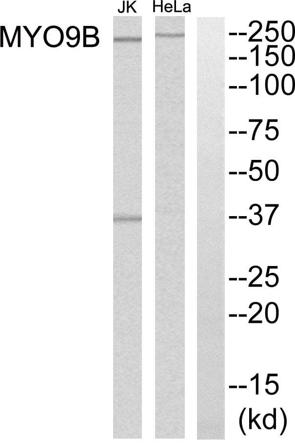 MYO9B Antibody