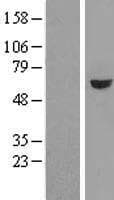 GRWD1 Protein (Over-Expression Lysate Myc-DDK (Flag))