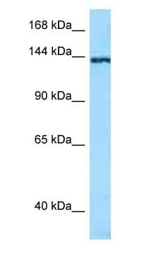 TNN / Tenascin N Antibody (N-Terminus)