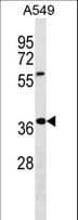 Polyclonal Rabbit anti-Human WDR61 Antibody (aa122-149, WB)