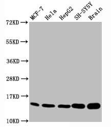 HIST1H3A Antibody