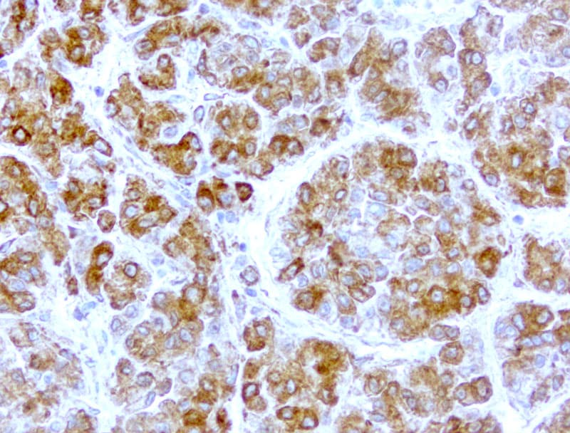 WIBG Antibody (clone UMAB208)