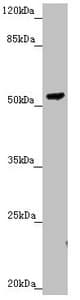 PMPCB / MPP11 Antibody