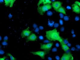 NEK9 Antibody (clone OTI1H1, Carrier-free)