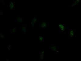 Monoclonal Mouse anti-Human ID2 Antibody (clone OTI10C3, IHC, IF, WB)