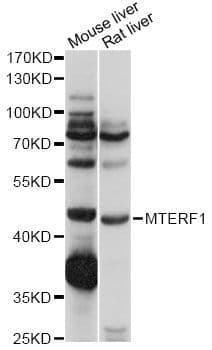 MTERF1 Antibody