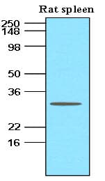 BAFF / TNFSF13B Antibody (aa134-285, clone H4-C7)