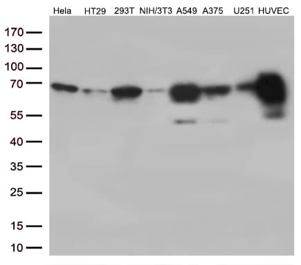 PRCC / RCCP1 Antibody (aa135-491, clone OTI5G7, Carrier-free)