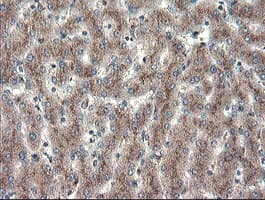 GCP60 / ACBD3 Antibody (clone OTI5F9)