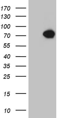 KLC2 Antibody (aa335-622, clone OTI2E7)