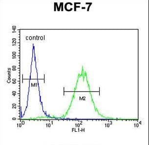 CES2 / Esterase Antibody (aa340-369)