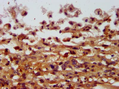 COPG2 Antibody