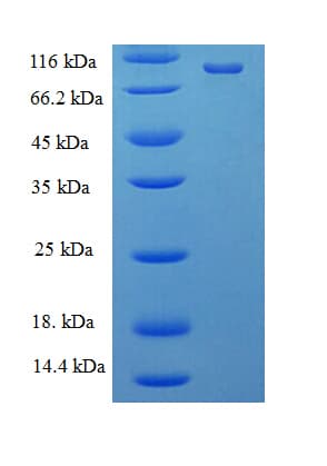 E. coli mutL Protein (Recombinant His)