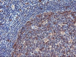 NLN / Neurolysin Antibody (clone OTI2H1, Carrier-free)